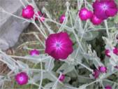 Lychnis coronaria